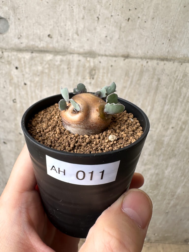 【現品限り】オトンナ・カカリオイデス 現地株【AH11】 Othonna cacalioides【植物】塊根植物 夏型 コーデックス