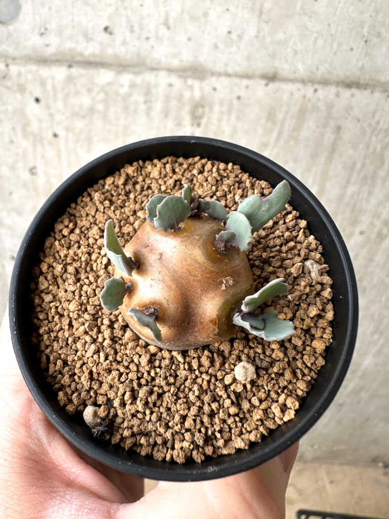 【現品限り】オトンナ・カカリオイデス 現地株【AH11】 Othonna cacalioides【植物】塊根植物 夏型 コーデックス - 画像 (2)