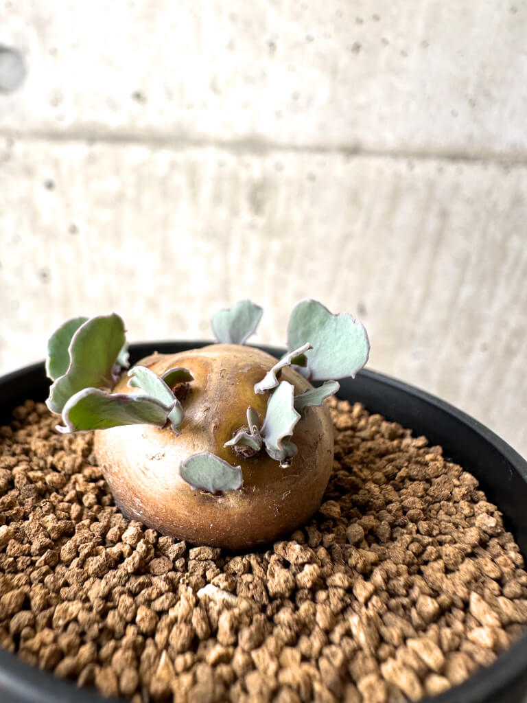 【現品限り】オトンナ・カカリオイデス 現地株【AH11】 Othonna cacalioides【植物】塊根植物 夏型 コーデックス - 画像 (3)