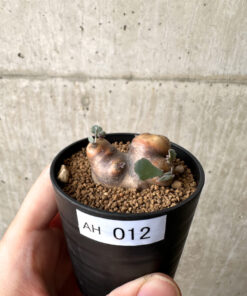 【現品限り】オトンナ・カカリオイデス 現地株【AH12】 Othonna cacalioides【植物】塊根植物 夏型 コーデックス