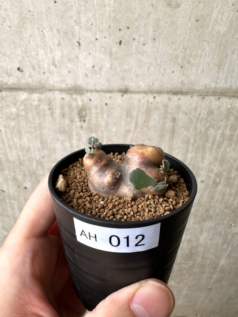 【現品限り】オトンナ・カカリオイデス 現地株【AH12】 Othonna cacalioides【植物】塊根植物 夏型 コーデックス