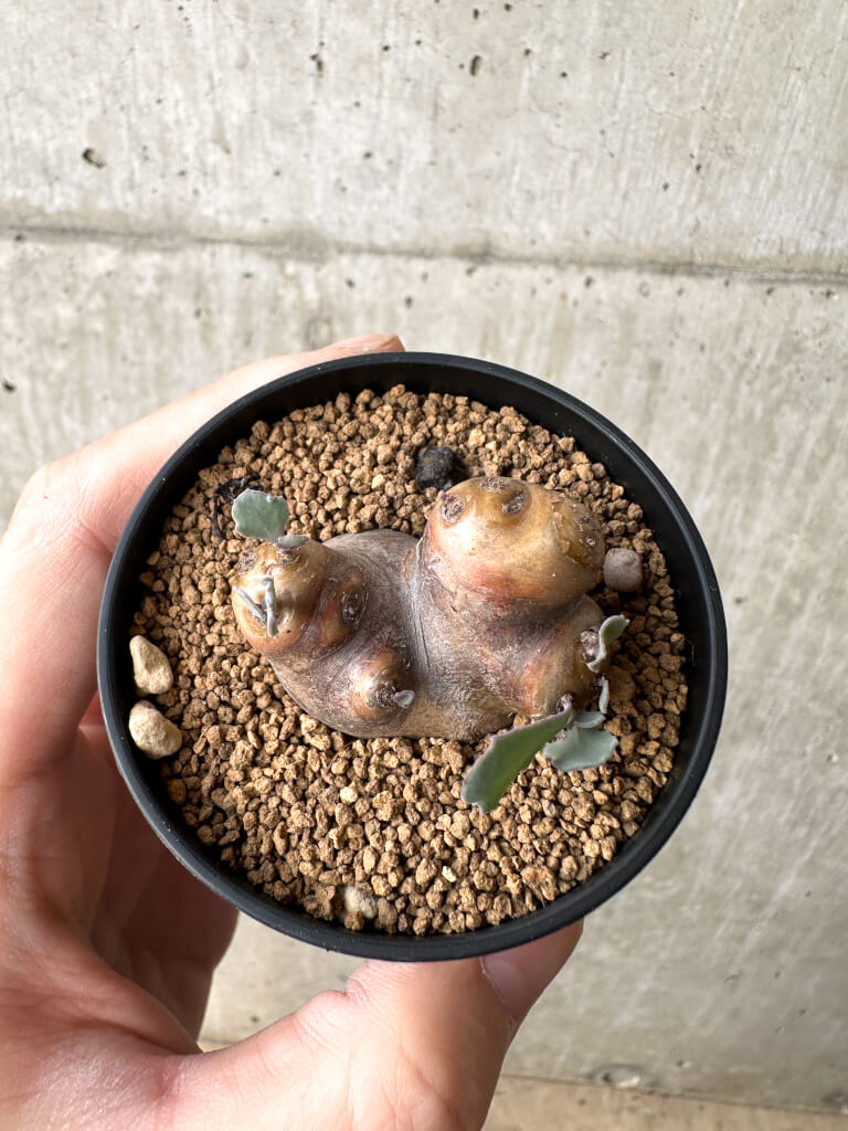 【現品限り】オトンナ・カカリオイデス 現地株【AH12】 Othonna cacalioides【植物】塊根植物 夏型 コーデックス - 画像 (2)