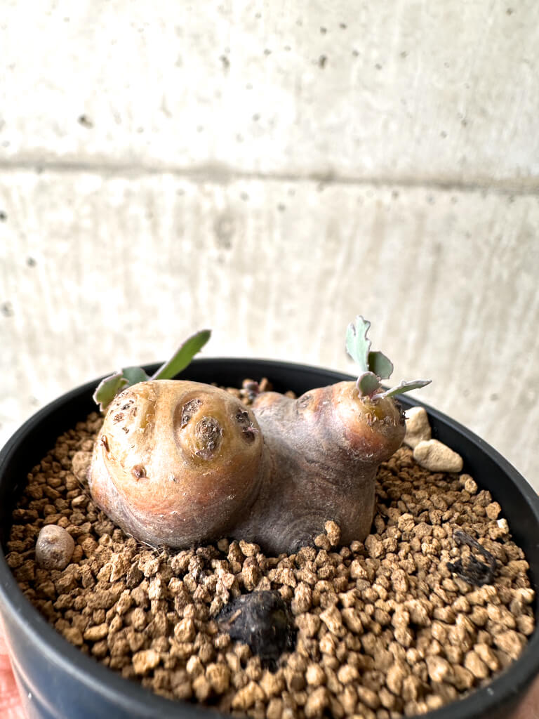 【現品限り】オトンナ・カカリオイデス 現地株【AH12】 Othonna cacalioides【植物】塊根植物 夏型 コーデックス - 画像 (3)