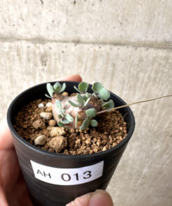 【現品限り】オトンナ・カカリオイデス 現地株【AH13】 Othonna cacalioides【植物】塊根植物 夏型 コーデックス