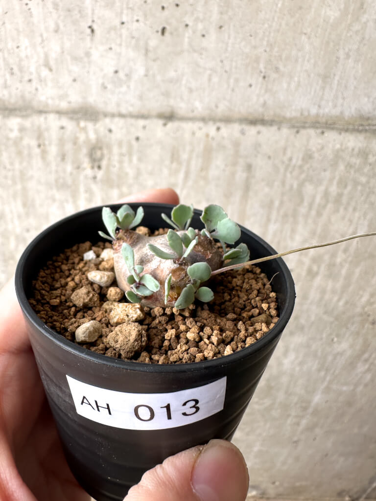 【現品限り】オトンナ・カカリオイデス 現地株【AH13】 Othonna cacalioides【植物】塊根植物 夏型 コーデックス