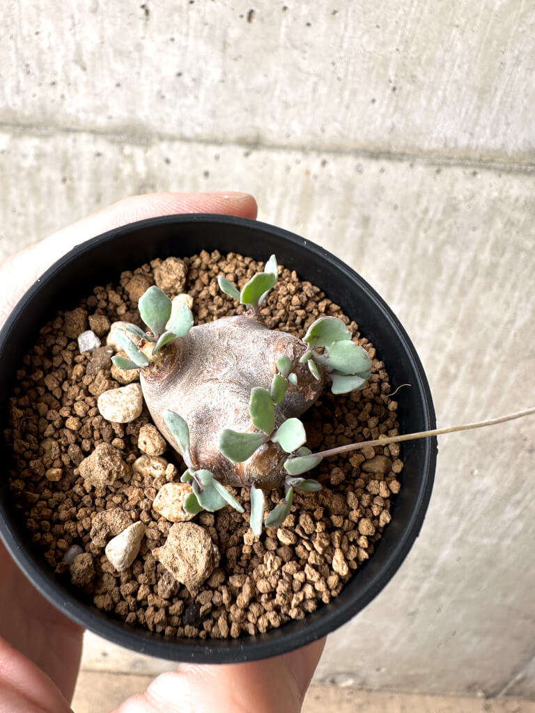 【現品限り】オトンナ・カカリオイデス 現地株【AH13】 Othonna cacalioides【植物】塊根植物 夏型 コーデックス - 画像 (2)