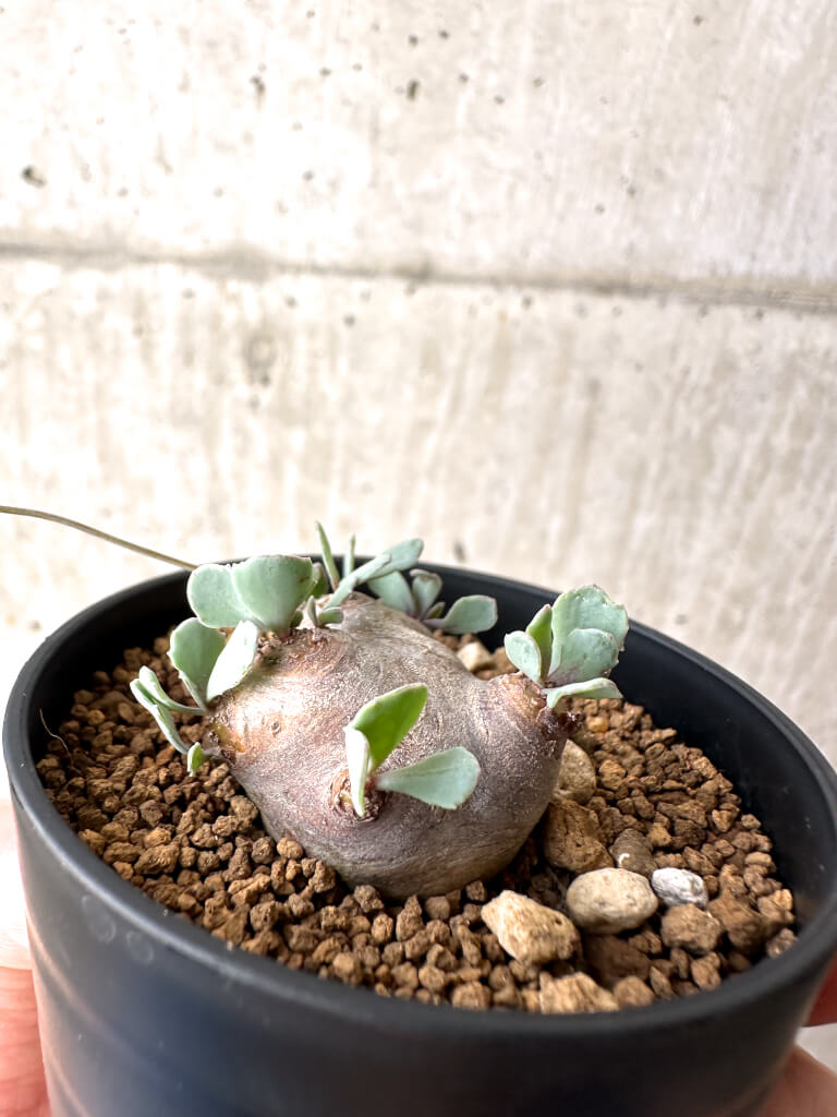 【現品限り】オトンナ・カカリオイデス 現地株【AH13】 Othonna cacalioides【植物】塊根植物 夏型 コーデックス - 画像 (3)