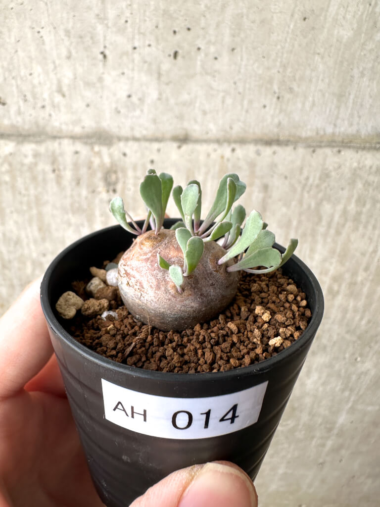 【現品限り】オトンナ・カカリオイデス 現地株【AH14】 Othonna cacalioides【植物】塊根植物 夏型 コーデックス