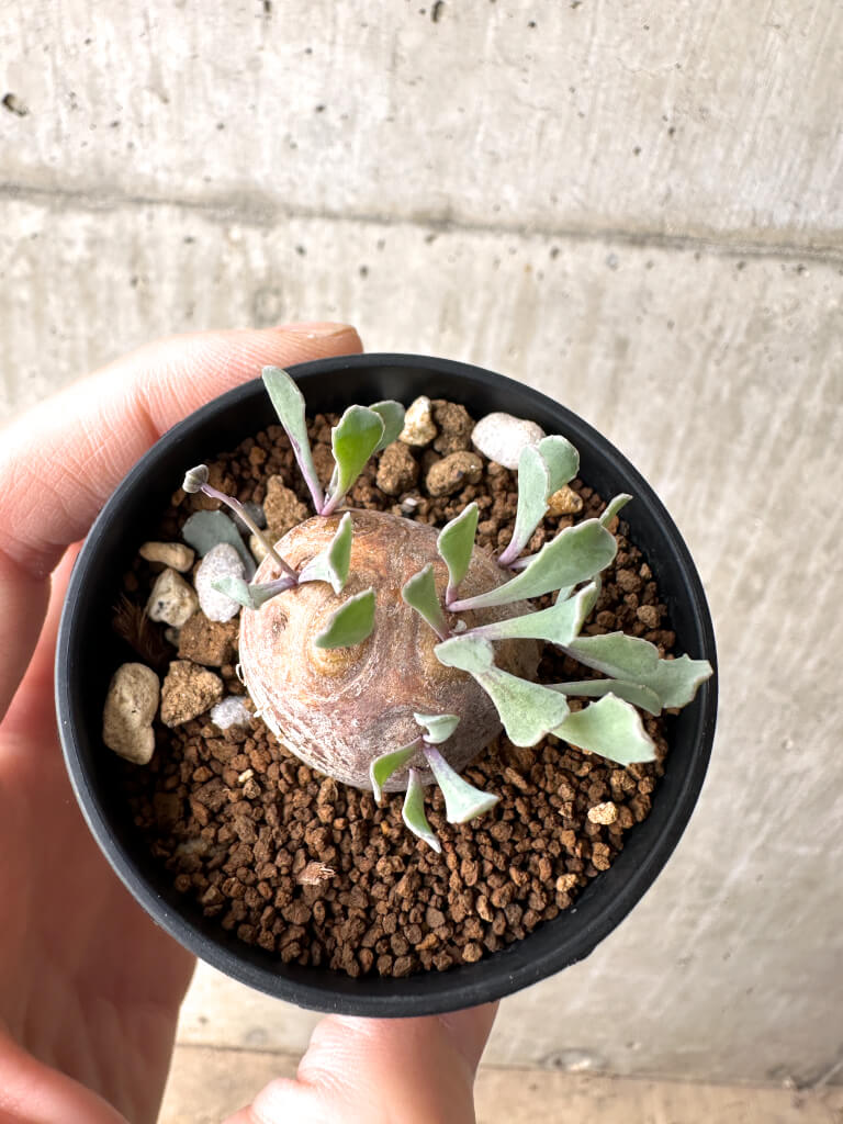 【現品限り】オトンナ・カカリオイデス 現地株【AH14】 Othonna cacalioides【植物】塊根植物 夏型 コーデックス - 画像 (2)