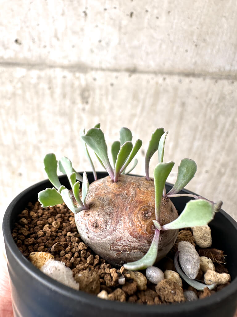 【現品限り】オトンナ・カカリオイデス 現地株【AH14】 Othonna cacalioides【植物】塊根植物 夏型 コーデックス - 画像 (3)