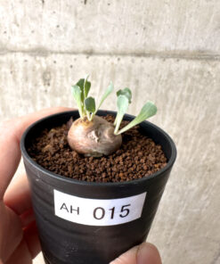【現品限り】オトンナ・カカリオイデス 現地株【AH15】 Othonna cacalioides【植物】塊根植物 夏型 コーデックス
