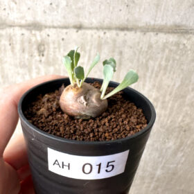 【現品限り】オトンナ・カカリオイデス 現地株【AH15】 Othonna cacalioides【植物】塊根植物 夏型 コーデックス