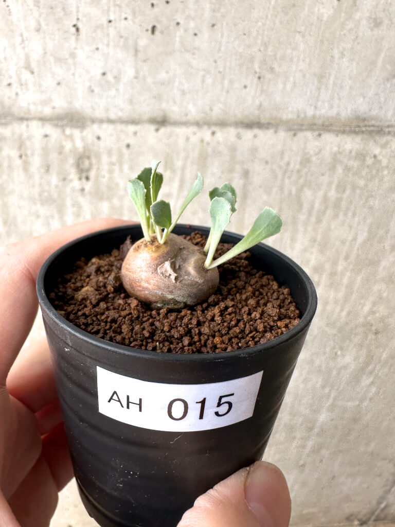 【現品限り】オトンナ・カカリオイデス 現地株【AH15】 Othonna cacalioides【植物】塊根植物 夏型 コーデックス