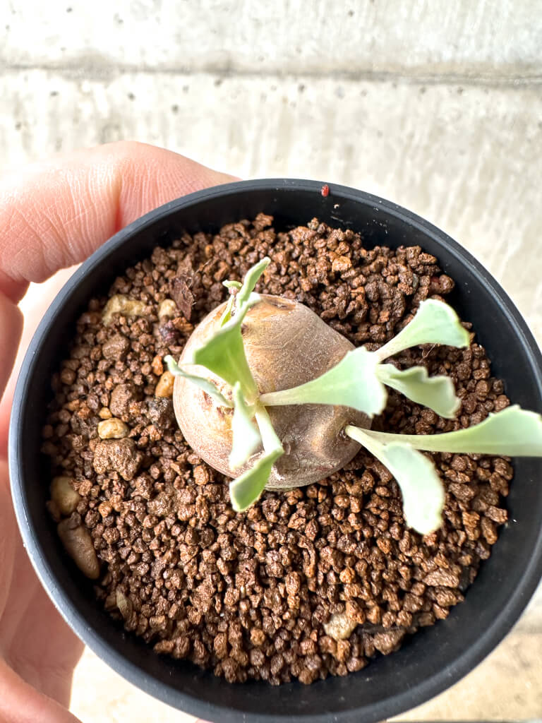 【現品限り】オトンナ・カカリオイデス 現地株【AH15】 Othonna cacalioides【植物】塊根植物 夏型 コーデックス - 画像 (2)