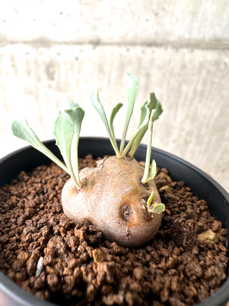 【現品限り】オトンナ・カカリオイデス 現地株【AH15】 Othonna cacalioides【植物】塊根植物 夏型 コーデックス - 画像 (3)