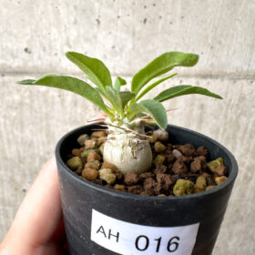 【現品限り】パキポディウム・ナマクアナム 光堂 実生【AH16】 Pachypodium namaquanum【植物】塊根植物 夏型 コーデックス