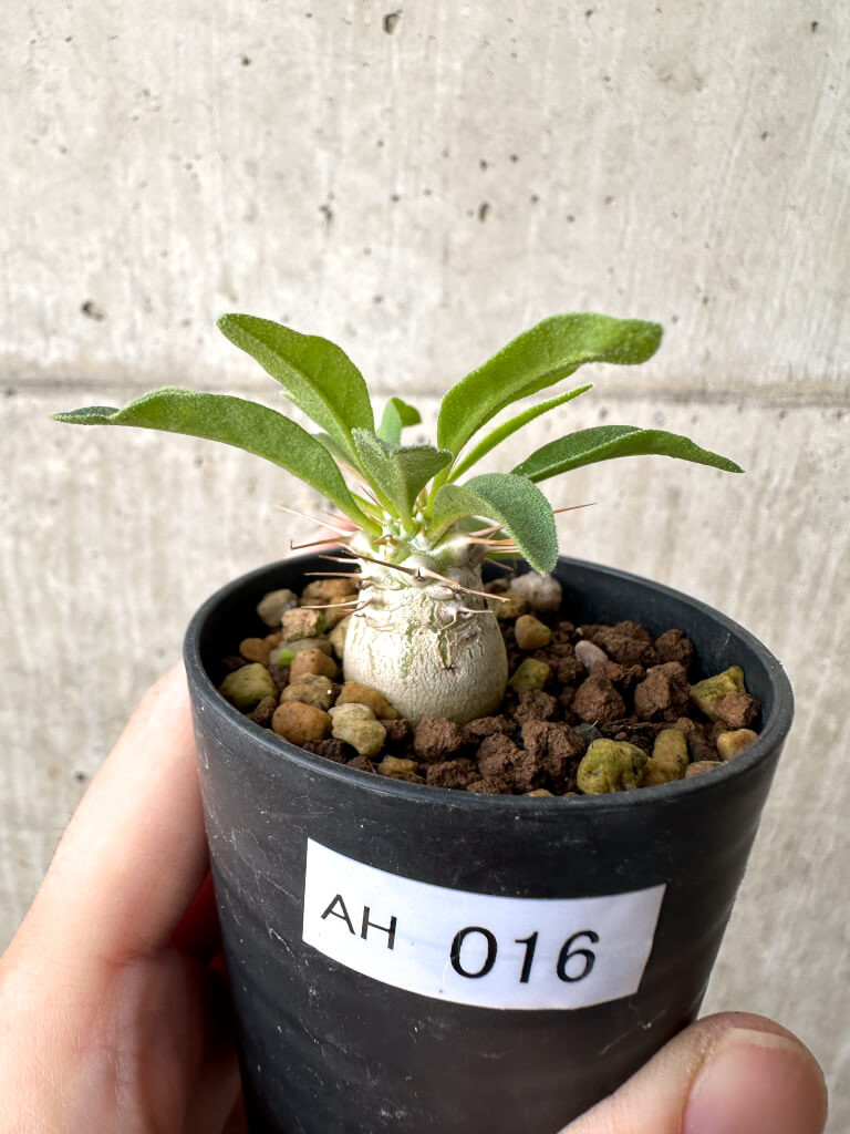 【現品限り】パキポディウム・ナマクアナム 光堂 実生【AH16】 Pachypodium namaquanum【植物】塊根植物 夏型 コーデックス