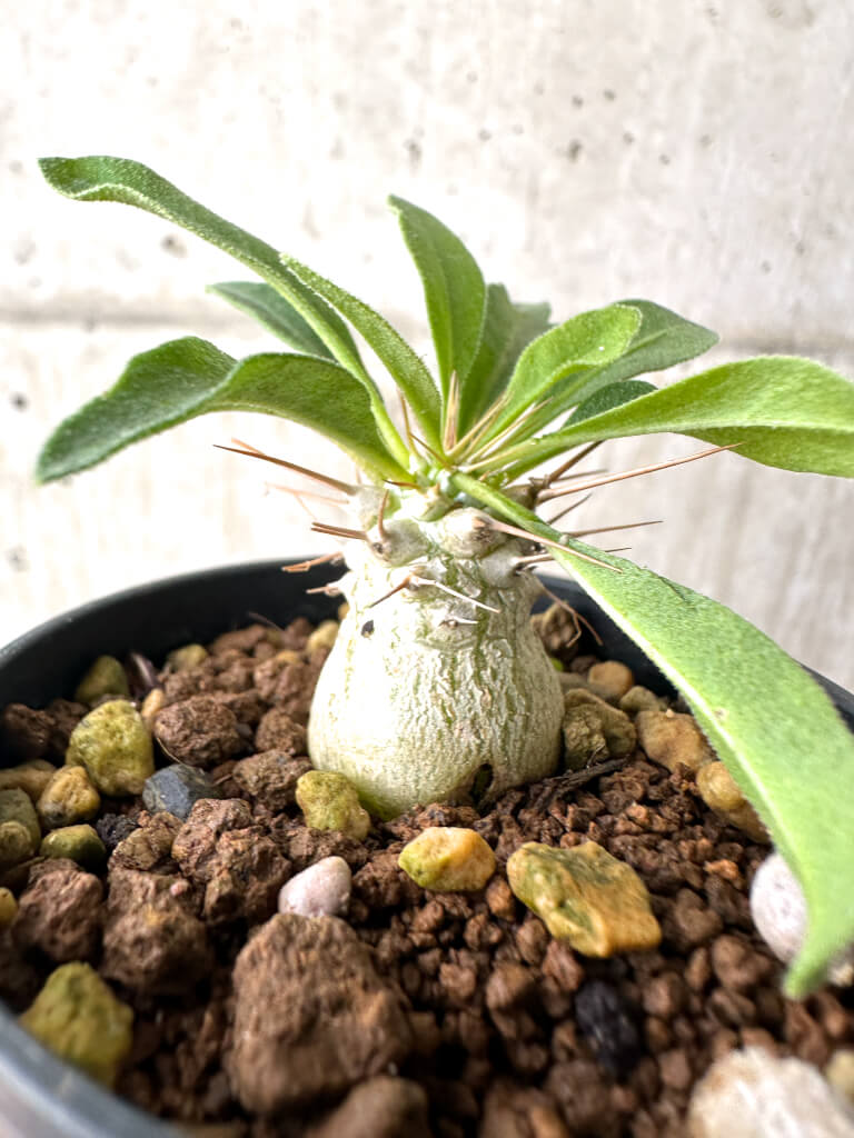 【現品限り】パキポディウム・ナマクアナム 光堂 実生【AH16】 Pachypodium namaquanum【植物】塊根植物 夏型 コーデックス - 画像 (3)