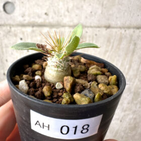 【現品限り】パキポディウム・ナマクアナム 光堂 実生【AH18】 Pachypodium namaquanum【植物】塊根植物 夏型 コーデックス