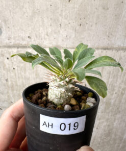 【現品限り】パキポディウム・ナマクアナム 光堂 実生【AH19】 Pachypodium namaquanum【植物】塊根植物 夏型 コーデックス