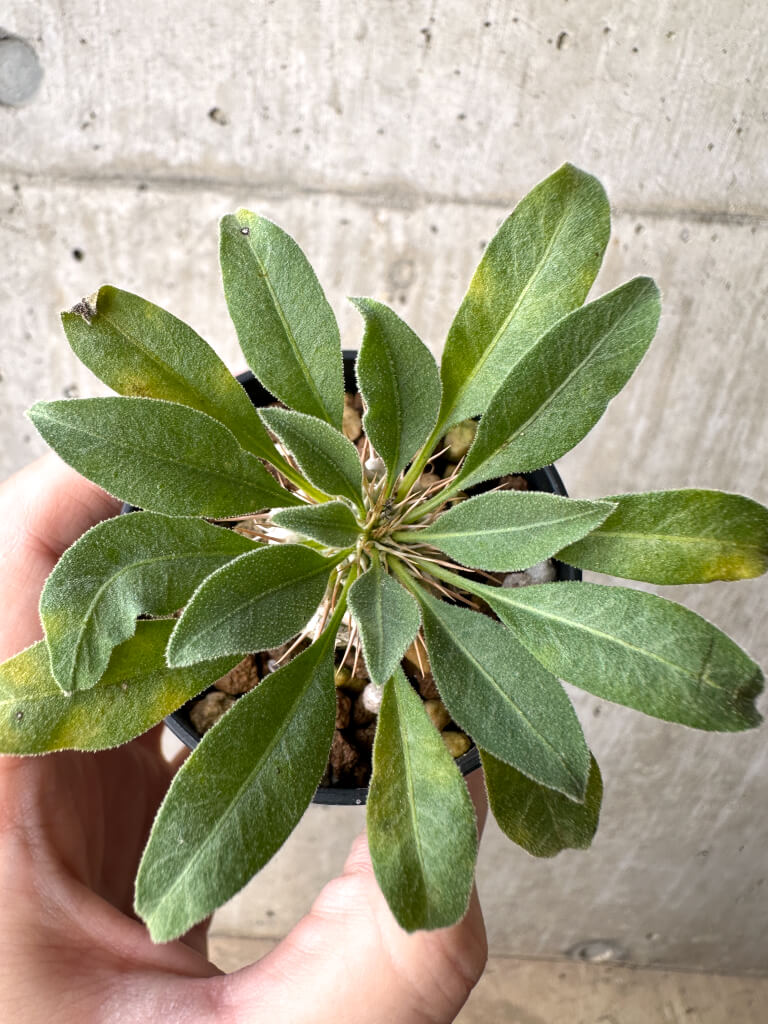 【現品限り】パキポディウム・ナマクアナム 光堂 実生【AH19】 Pachypodium namaquanum【植物】塊根植物 夏型 コーデックス - 画像 (2)