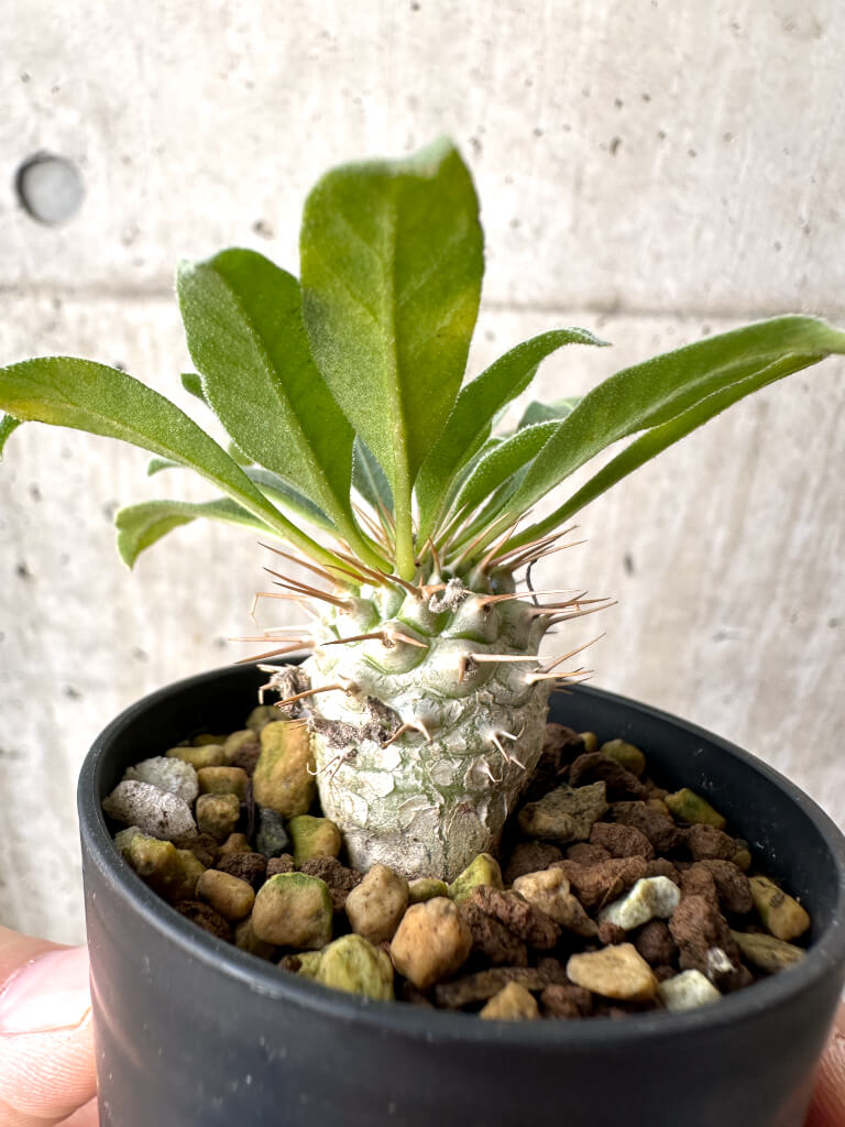 【現品限り】パキポディウム・ナマクアナム 光堂 実生【AH19】 Pachypodium namaquanum【植物】塊根植物 夏型 コーデックス - 画像 (3)