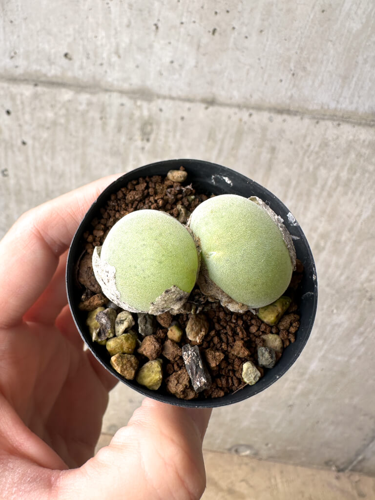 【現品限り】ムイリア・ホルテンセ 2頭【AH1】 Muiria hortenseae【植物】塊根植物 夏型 コーデックス - 画像 (2)