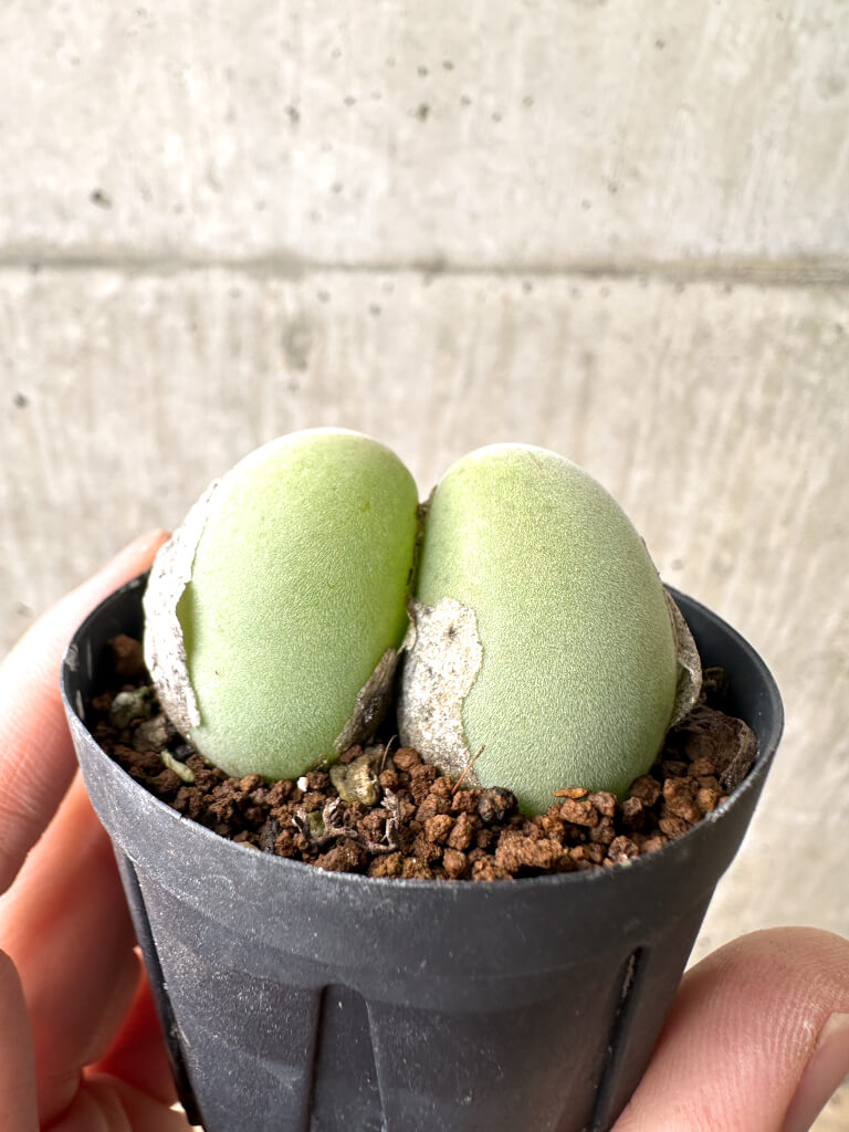 【現品限り】ムイリア・ホルテンセ 2頭【AH1】 Muiria hortenseae【植物】塊根植物 夏型 コーデックス - 画像 (3)