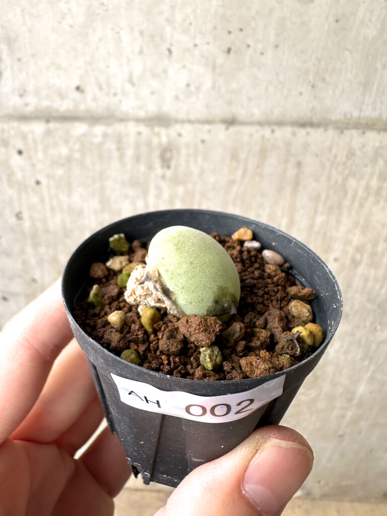 【現品限り】ムイリア・ホルテンセ【AH2】 Muiria hortenseae【植物】塊根植物 夏型 コーデックス