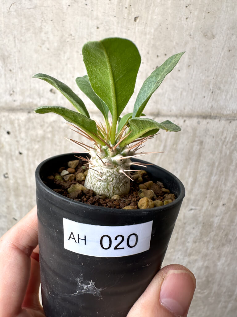 【現品限り】パキポディウム・ナマクアナム 光堂 実生【AH20】 Pachypodium namaquanum【植物】塊根植物 夏型 コーデックス