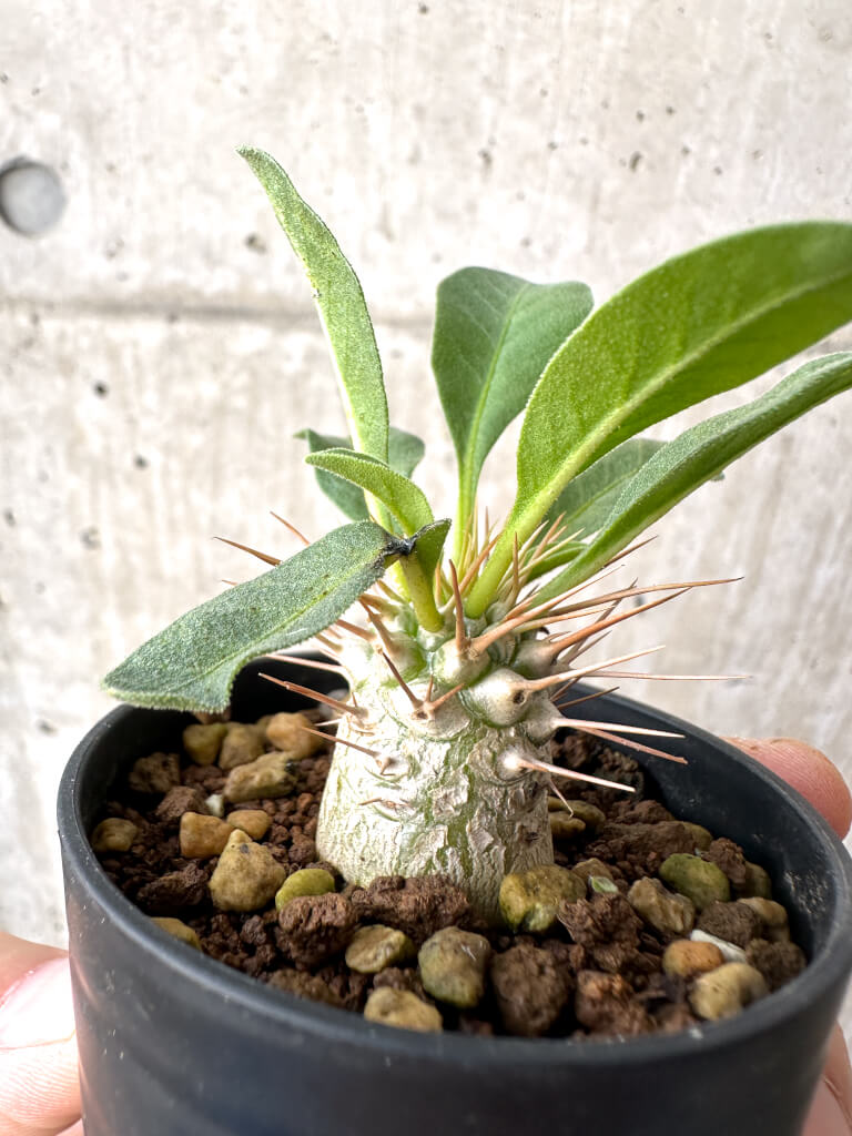 【現品限り】パキポディウム・ナマクアナム 光堂 実生【AH20】 Pachypodium namaquanum【植物】塊根植物 夏型 コーデックス - 画像 (3)