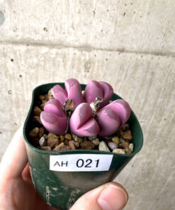 【現品限り】リトープス・オプティカ・ルブラ C81A 紅大内玉【AH21】 Lithops【植物】塊根植物 夏型 コーデックス