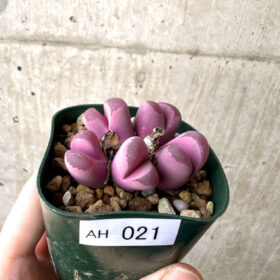【現品限り】リトープス・オプティカ・ルブラ C81A 紅大内玉【AH21】 Lithops【植物】塊根植物 夏型 コーデックス