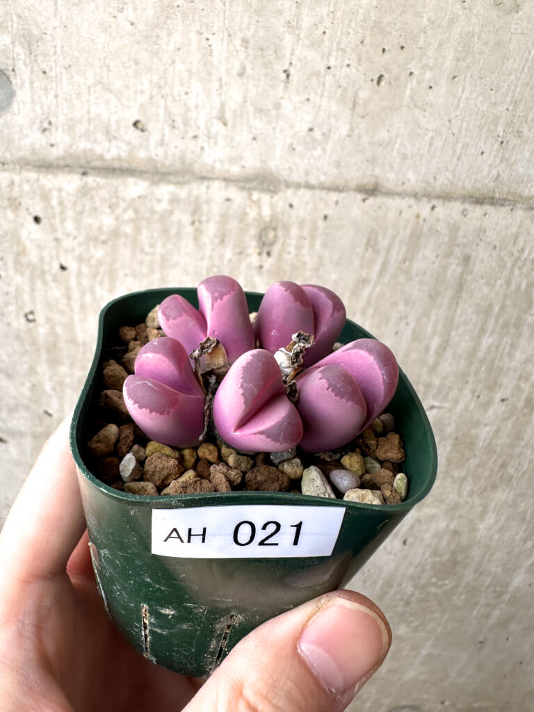 【現品限り】リトープス・オプティカ・ルブラ C81A 紅大内玉【AH21】 Lithops【植物】塊根植物 夏型 コーデックス