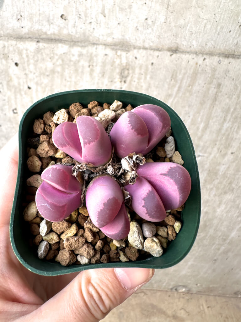 【現品限り】リトープス・オプティカ・ルブラ C81A 紅大内玉【AH21】 Lithops【植物】塊根植物 夏型 コーデックス - 画像 (2)