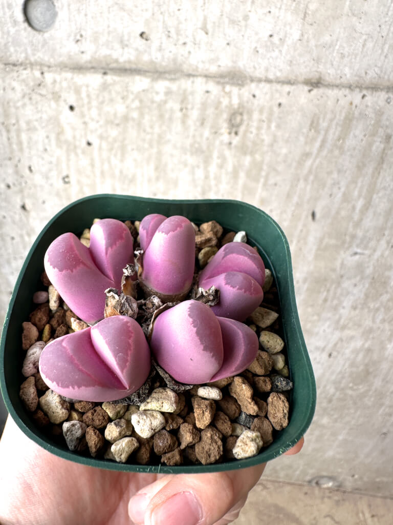 【現品限り】リトープス・オプティカ・ルブラ C81A 紅大内玉【AH21】 Lithops【植物】塊根植物 夏型 コーデックス - 画像 (3)