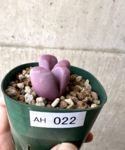 【現品限り】リトープス・オプティカ・ルブラ C81A 紅大内玉【AH22】 Lithops【植物】塊根植物 夏型 コーデックス