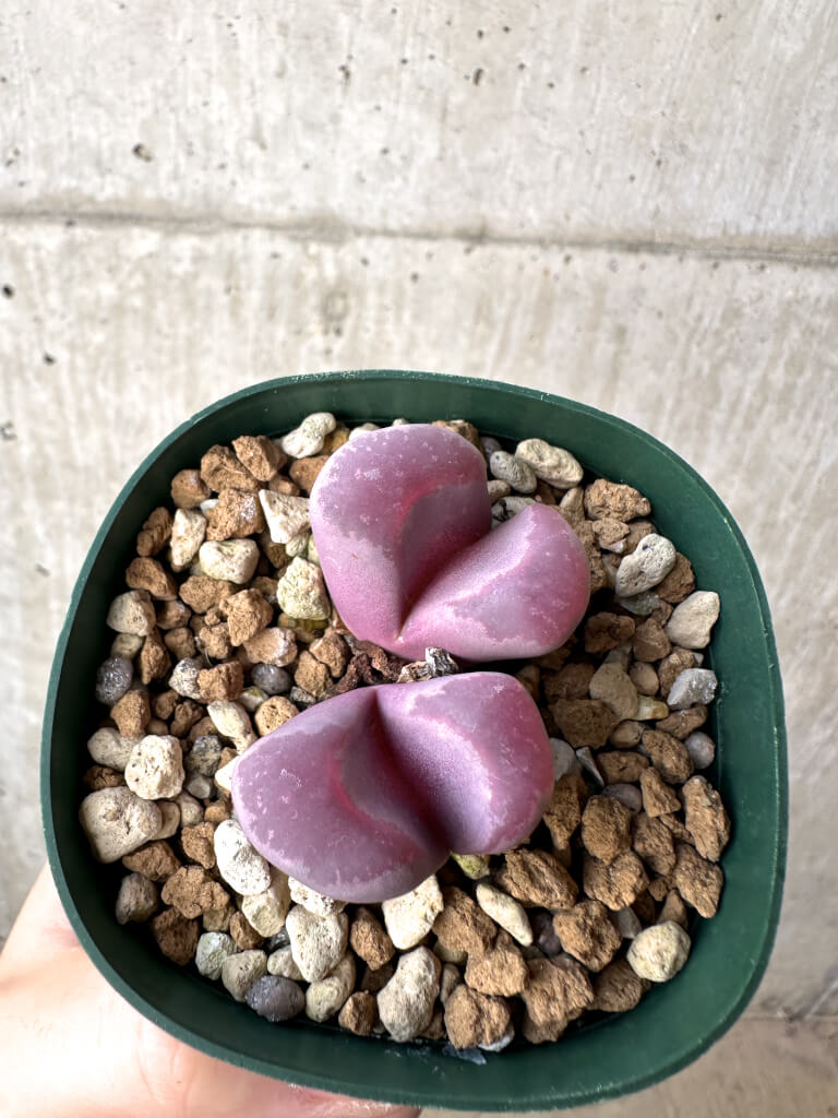 【現品限り】リトープス・オプティカ・ルブラ C81A 紅大内玉【AH22】 Lithops【植物】塊根植物 夏型 コーデックス - 画像 (2)