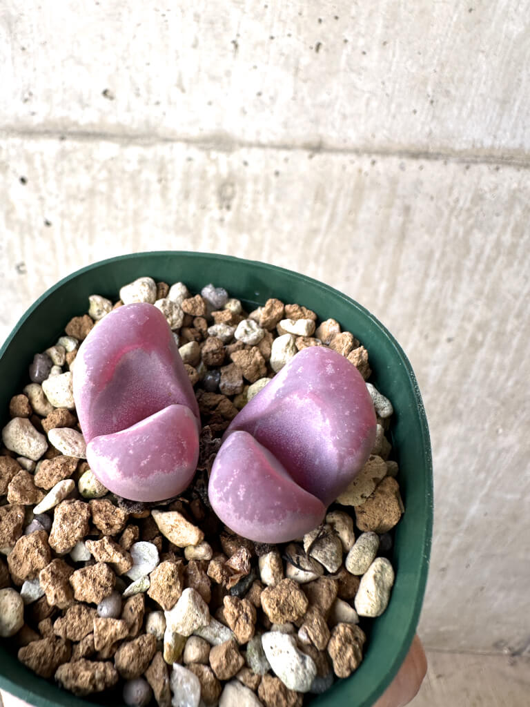 【現品限り】リトープス・オプティカ・ルブラ C81A 紅大内玉【AH22】 Lithops【植物】塊根植物 夏型 コーデックス - 画像 (3)