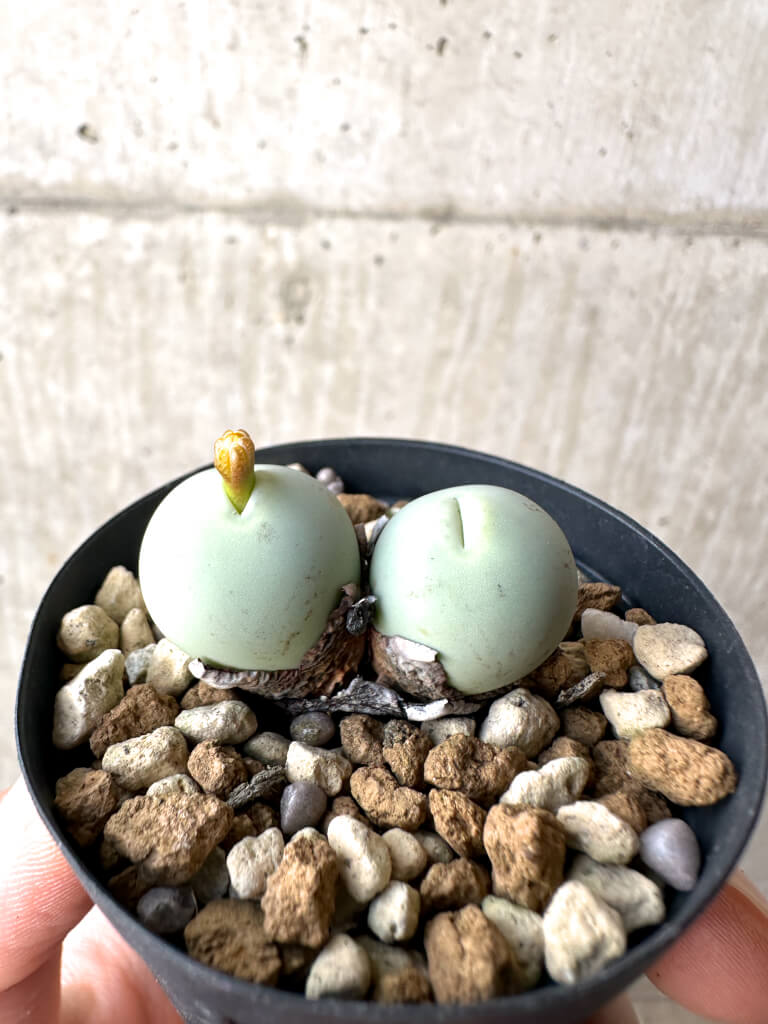 【現品限り】コノフィツム・カルキュラス【AH23】 Conophytum calculus【植物】塊根植物 夏型 コーデックス - 画像 (3)