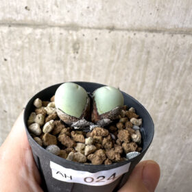 【現品限り】コノフィツム・カルキュラス【AH24】 Conophytum calculus【植物】塊根植物 夏型 コーデックス