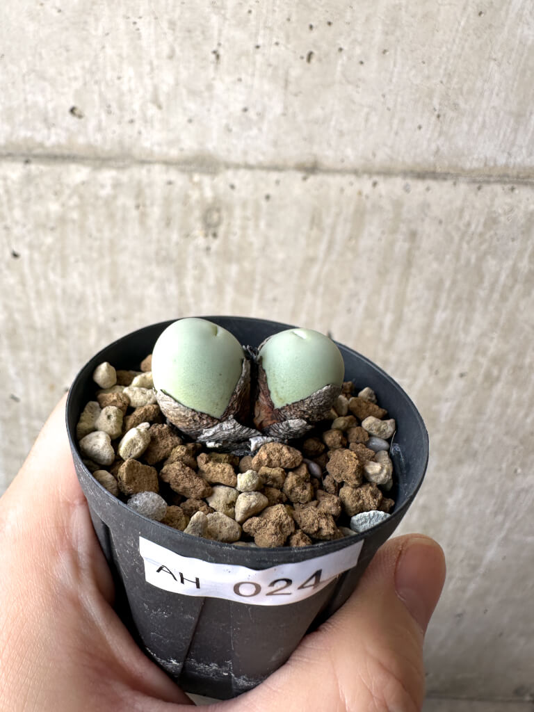 【現品限り】コノフィツム・カルキュラス【AH24】 Conophytum calculus【植物】塊根植物 夏型 コーデックス