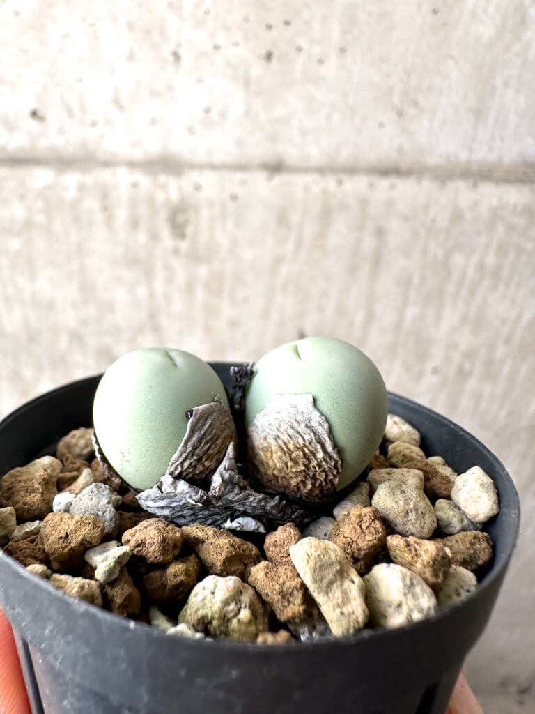 【現品限り】コノフィツム・カルキュラス【AH24】 Conophytum calculus【植物】塊根植物 夏型 コーデックス - 画像 (3)