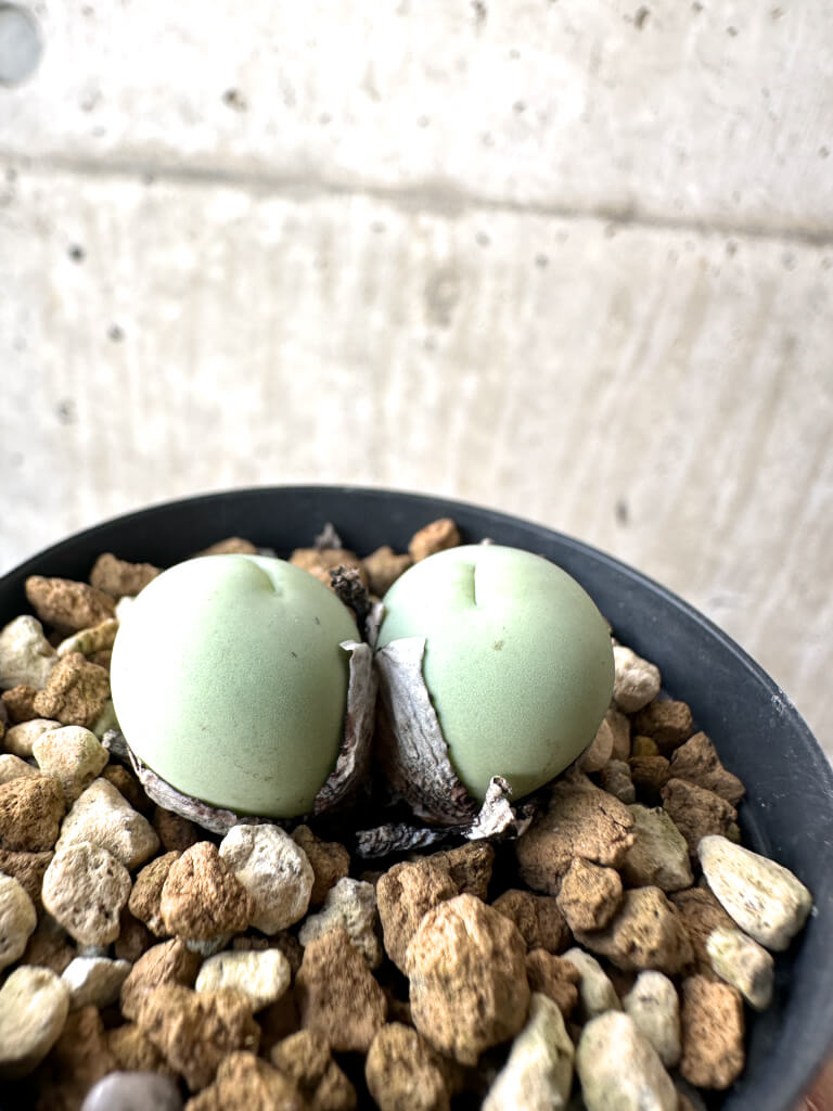 【現品限り】コノフィツム・カルキュラス【AH25】 Conophytum calculus【植物】塊根植物 夏型 コーデックス - 画像 (3)