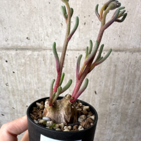 【現品限り】フィロボルス・テヌイフロルス【AH26】 Phyllobolus tenuiflorus【植物】塊根植物 夏型 コーデックス