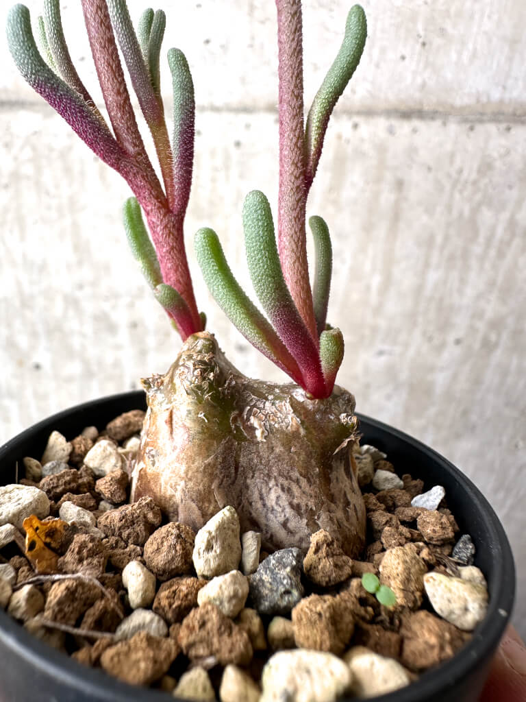 【現品限り】フィロボルス・テヌイフロルス【AH26】 Phyllobolus tenuiflorus【植物】塊根植物 夏型 コーデックス - 画像 (3)