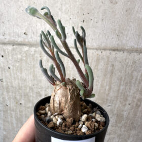【現品限り】フィロボルス・テヌイフロルス【AH28】 Phyllobolus tenuiflorus【植物】塊根植物 夏型 コーデックス