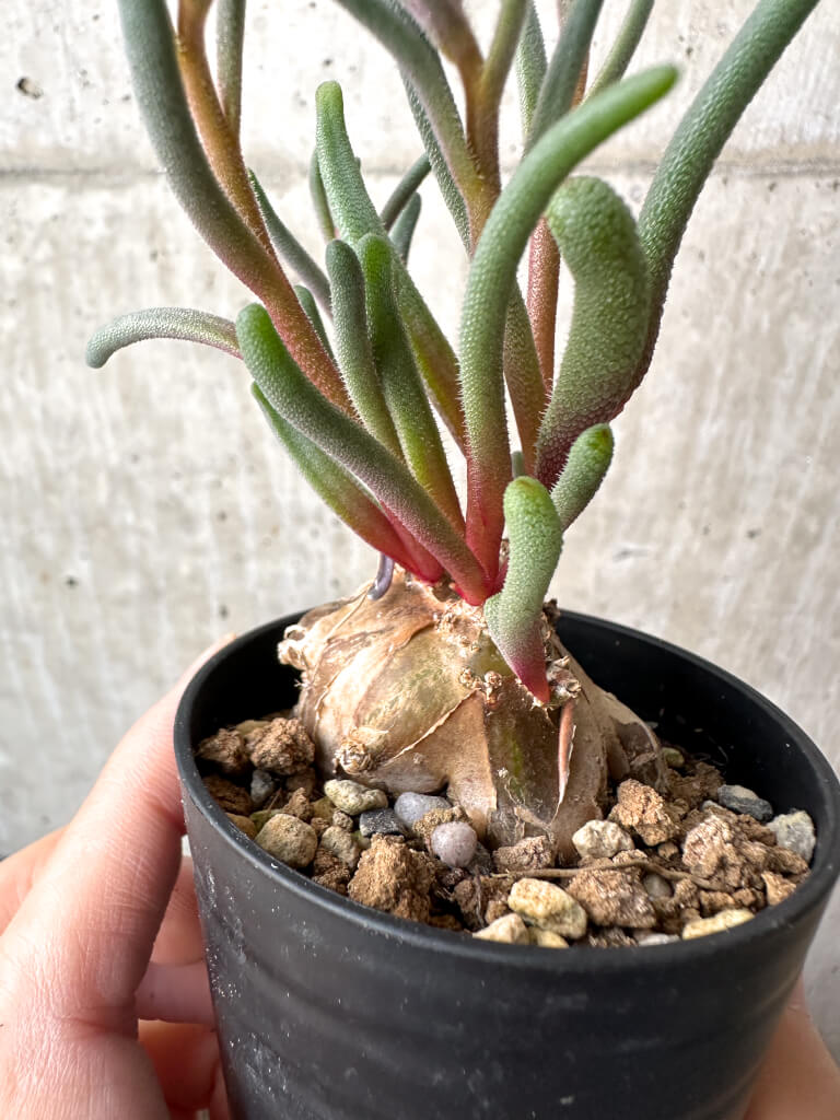 【現品限り】フィロボルス・テヌイフロルス【AH29】 Phyllobolus tenuiflorus【植物】塊根植物 夏型 コーデックス - 画像 (3)