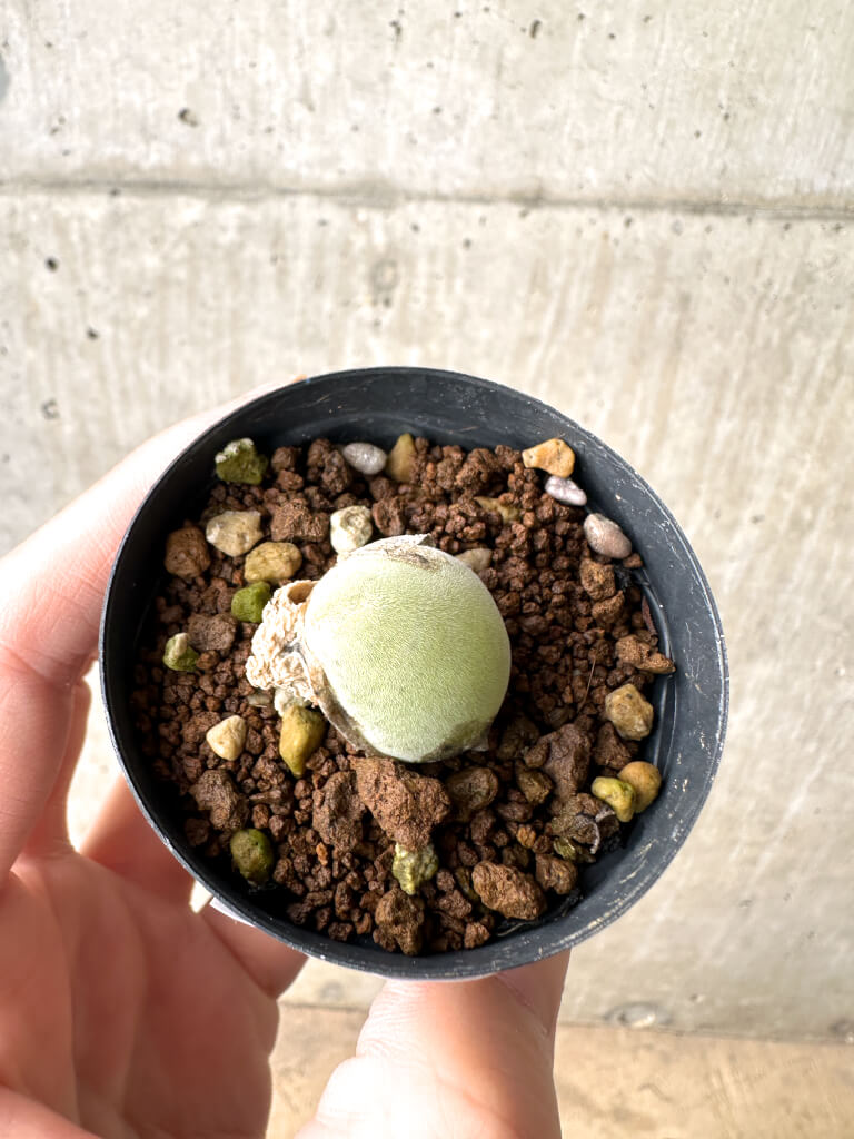 【現品限り】ムイリア・ホルテンセ【AH2】 Muiria hortenseae【植物】塊根植物 夏型 コーデックス - 画像 (2)