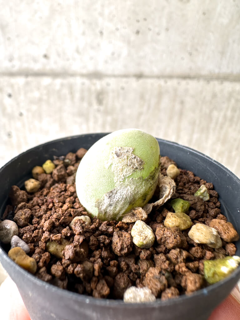 【現品限り】ムイリア・ホルテンセ【AH2】 Muiria hortenseae【植物】塊根植物 夏型 コーデックス - 画像 (3)